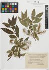 Foto von Salix pentandra L.
